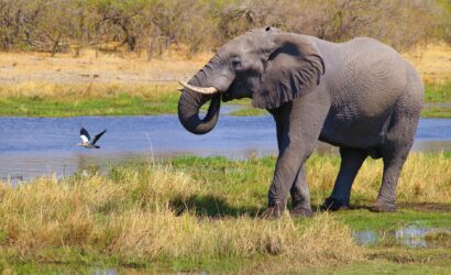 elephant on green grass field