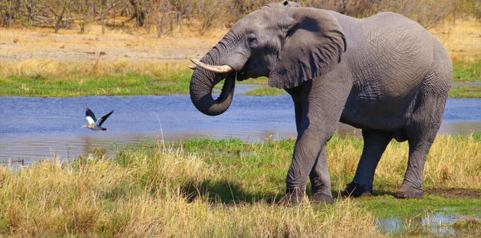 elephant on green grass field